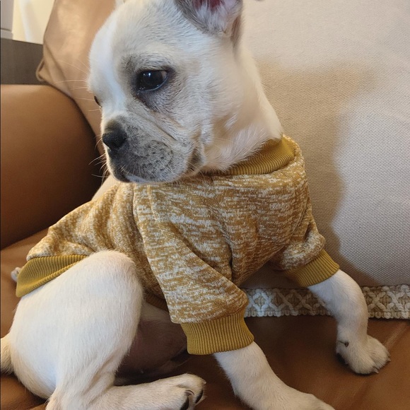 NWT Super Cute Mustard Yellow Dog Sweater Sweatshirt - Picture 4 of 4